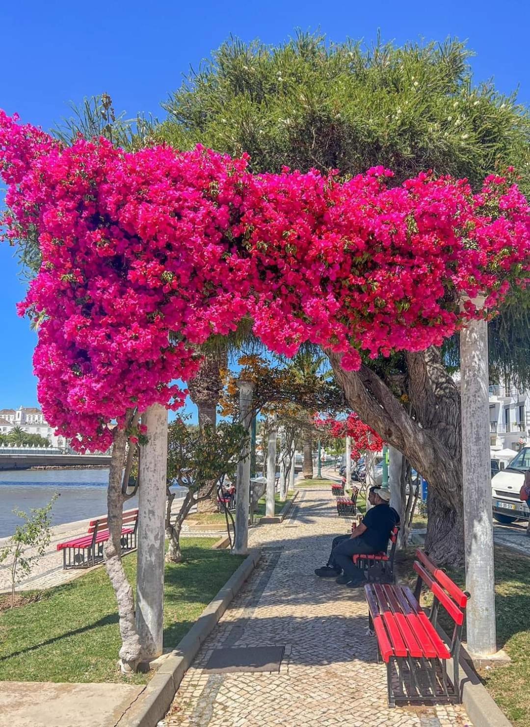 Tavira Garden Oasis Apartment Exterior photo